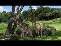 Kilimanjaro Safaris 2021 Full Safari Disney S Animal Kingdom