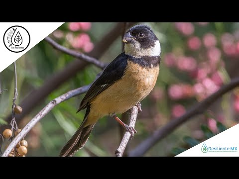 Kňažík obojkový (Sporophila torqueola) — video o speve a chove