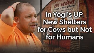 In Yogi&#39;s UP, New Shelters for Cows but Not for Humans