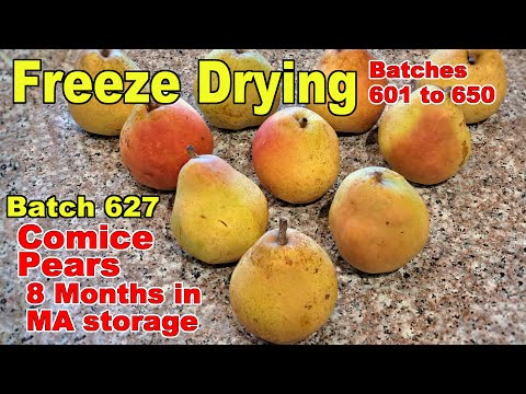 Batch 627 - Freeze Drying Pears picked 8 months ago! Cold Storage & Modified Atmosphere Storage