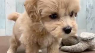 ハーフ犬の動画01