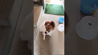おやつ好きだよね#いぬ #いぬとの暮らし #保護犬 #かわいい犬 #犬動画