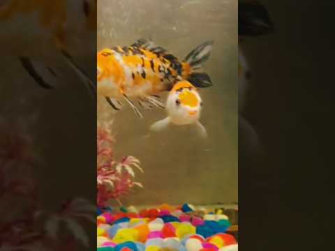 Re post #aquarium #fish #tank #aquariumlover #trending #fishtank #new #shorts #petsman #beats