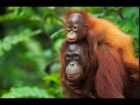 Earthcast SOS - 150,000 Dead Orangutans, Borneo
