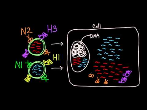 02   Influenza pathology   05   Genetic shift in flu