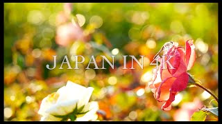 Japan in 4K : 京成バラ園