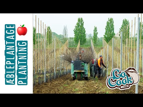 , title : '#13 Sådan laver man en plantage med æbler | GoCook by Coop'