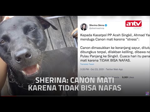 Sherina Marah dengan Aksi Pembunuhan Anjing oleh Satpol PP | ANTV NEWS+