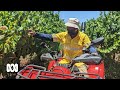 YouTuber And Farmer Mintu Brar Connects Punjabi Community With Rural Australia ABC Australia