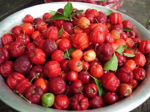 Fruits, harvest, Barbados cherry, Malpighia glabra, flora, - YouTube