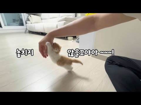 장꾸 아기고양이, 적응력까지 만렙이면 생기는 일