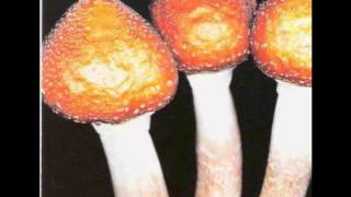 The Big F - Mama Jame