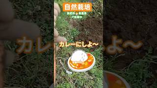 ４年越しの願い✨️叶いました🤣 #自然栽培
