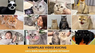 Download lagu Kompilasi Kucing Lucu Bikin Ngakak! Dijamin Gak Bisa Berhenti Ketawa 😹 mp3 Download lagu Kompilasi Kucing Lucu Bikin Ngakak! Dijamin Gak Bisa Berhenti Ketawa 😹 mp3