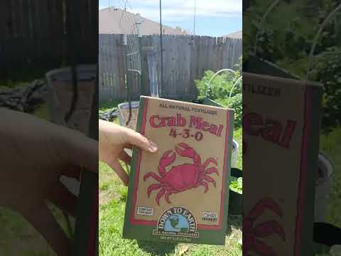 Topping off my raised garden bed for planting tomatoes! #tomatoes #texasgarden #growingtomatoes