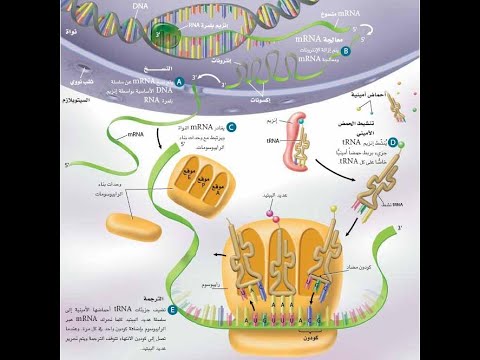 البروتين وDNA و RNA -الجزء الثالث- بريدج