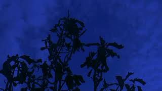 the night - short film 2021