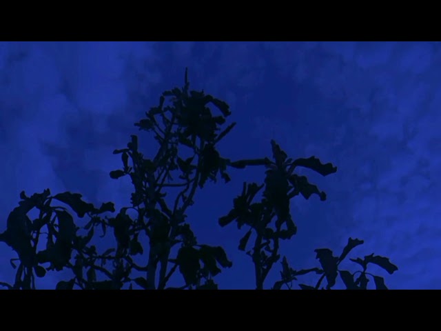 the night - short film 2021