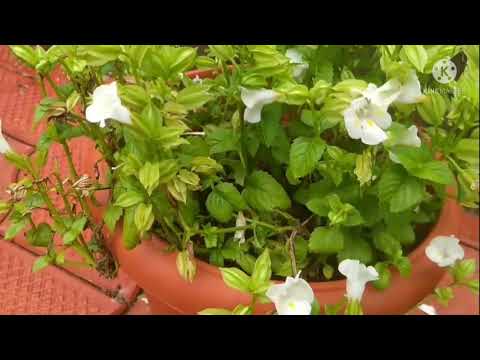 SHAILAJA BHAT##My gardning##Lovly flowers