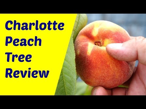 download lagu mp3 mp4 Peach Tree Varieties Australia, download lagu Peach Tree Varieties Australia gratis, unduh video klip Peach Tree Varieties Australia