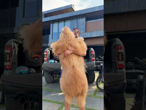 How this BIG dog fits in my backpack! 🎒🐶 #dogbackpack #goldendoodle #dogdad