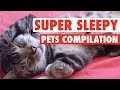 Super Sleepy Pets Pets Sleeping Compilation