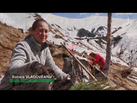 Plantare montană — Refacere habitate