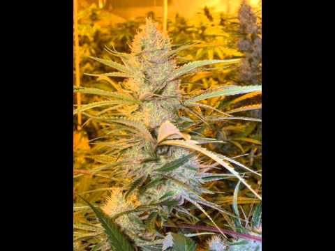 Kalibah95 - 50BarZzZ.wmv