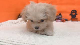 ハーフ犬の動画01