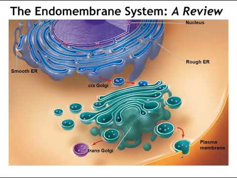 Chapter 6: A Tour of the Cell