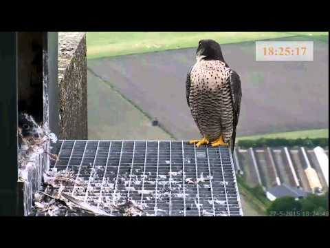 Slechtvalken De Mortel, VV op het rooster. (Ingezoomd) D1