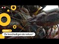 11.000 rode rivierkreeften gevangen in Ede