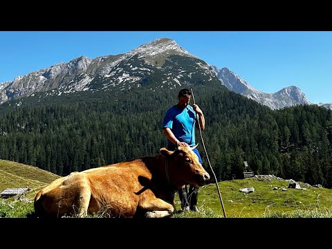 Einblicke in meinen Almsommer 2023 auf der Kallbrunn Alm - Leben auf der Alm