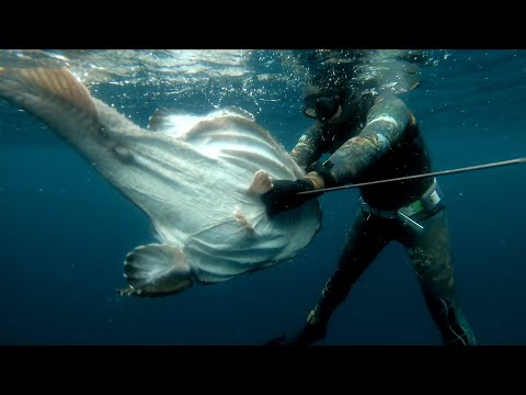 Spearfishing huge fish in the fjords of Norway