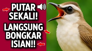 Download lagu Suara Trucukan Gacor Ngalas & Ropel - Pancingan Terbaik Agar Cepat Bunyi mp3