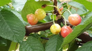 체리나무 모든것 가재골농원 19년5월18일 sweet cherry tree