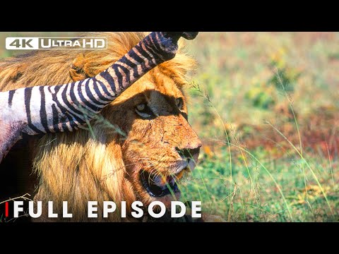 Apex Predators in the Animal Kingdom