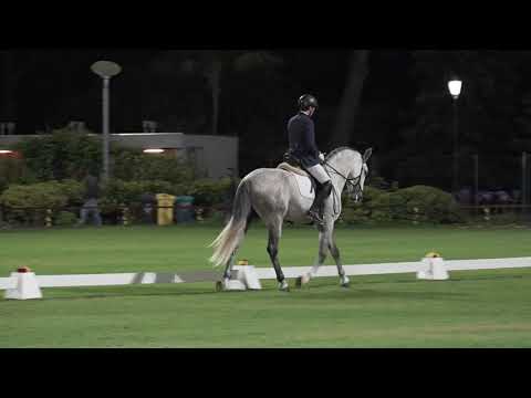 Leste d'Atela - FIPSL 2019 - Projecto para Cavalos Lusitanos Jovens no Ensino (1)