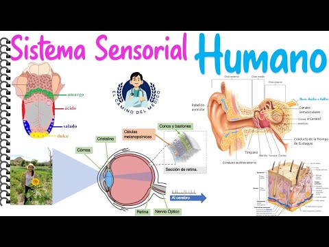 Human Sensory System - Biology - Week 9