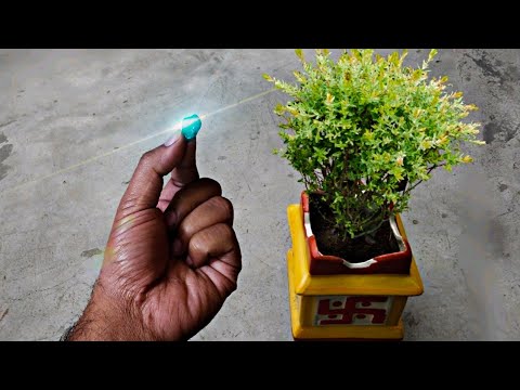 How to care for tulsi plant