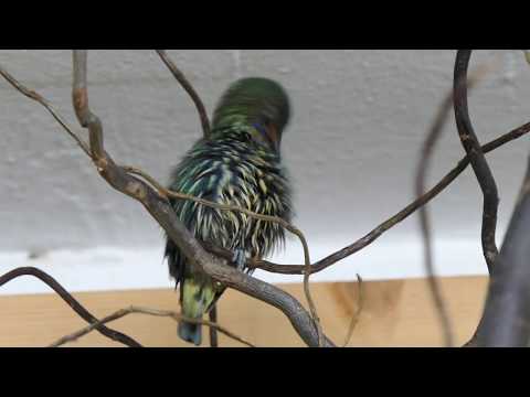 Shining Honeycreeper♀