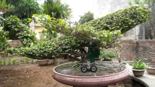 preview picture of video 'cay canh dai gia. CLB caycanhvietnam,cay canh Bonsai hang doc nhat vo nhi'