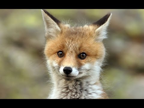 Robert Firth & Adriana Lucia - Suddenly (Original Mix)