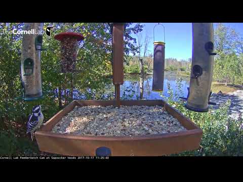 Downy Woodpecker Makes The Rounds (Literally) On The Cornell Feeders – Oct.17, 2017