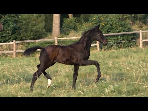 *2020 Stute von Lord Europe - Fürst Romancier