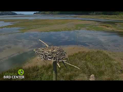 Timelapse - Las mareas en el nido de águila pescadora de Urdaibai.