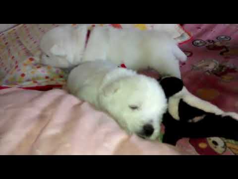 Cachorros West Highland White Terrier (Westy - Westie) - 17/04/18 - 1