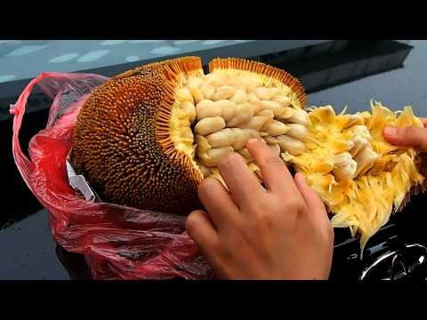 Opening TARAP fruit in Sabah, East Malaysia