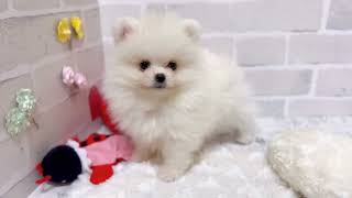 ポメラニアンの動画01