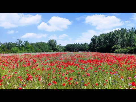 Oltenia sălbatică zona Băzdâna-Foișor, sate părasite, drumuri de pământ, lanuri cu maci și vulpi
